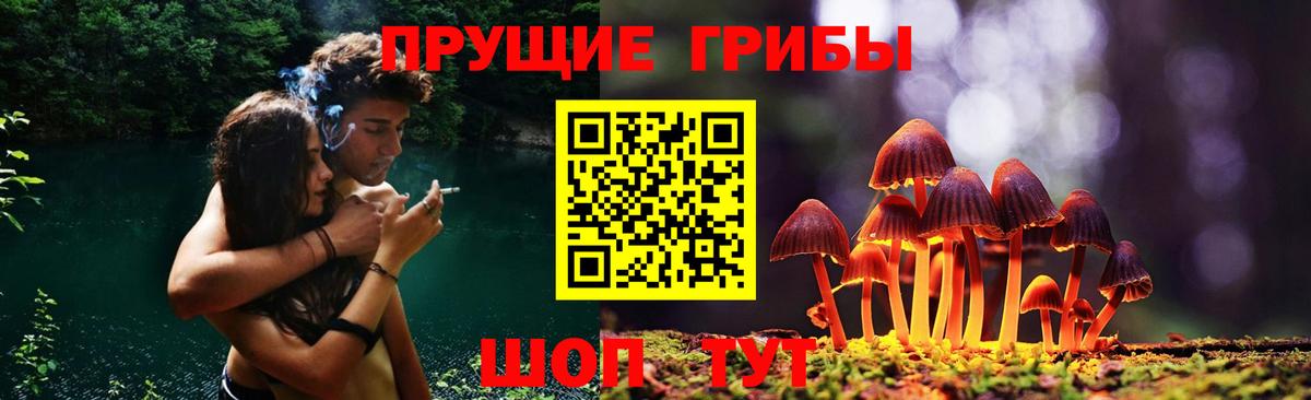 Галлюциногенные грибы Psilocybine cubensis Северобайкальск
